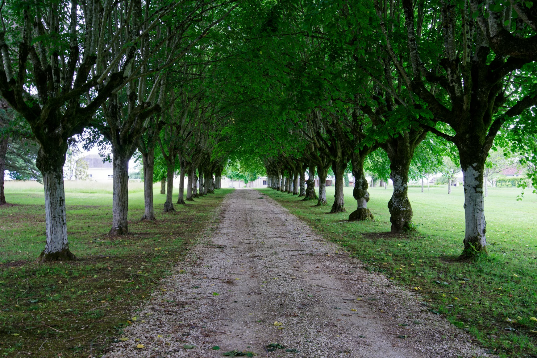 Rural dirt road with fence and trees along the Virginia Piedmont